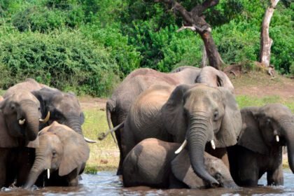 Elephant within the room: Why Botswana, Namibia desire fewer of the soft giants