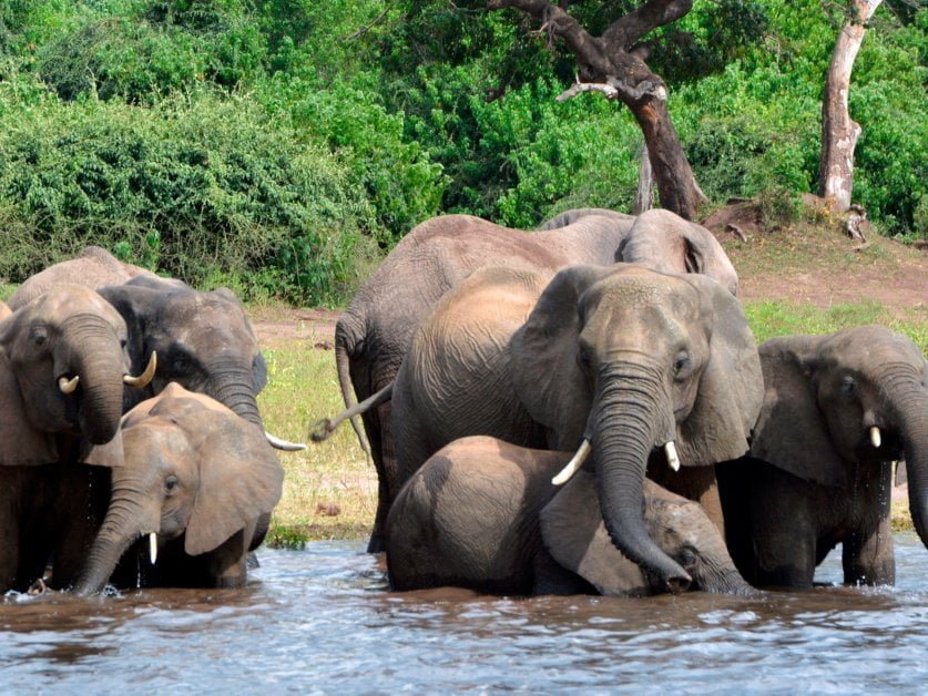 Elephant within the room: Why Botswana, Namibia desire fewer of the soft giants