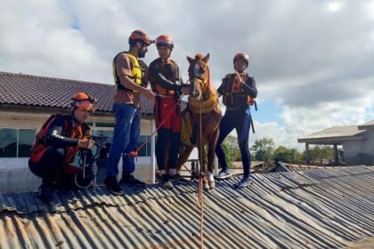 Brazilian horse ‘Caramelo’ rescued after being trapped on roof by floods