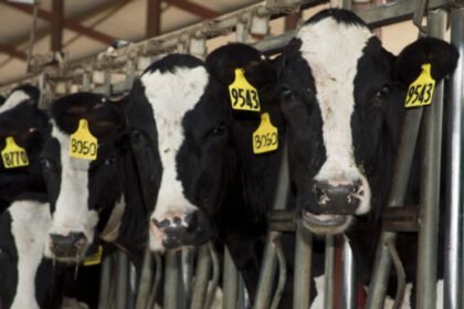 Second human case of bird flu linked to cows stumbled on—via text messages