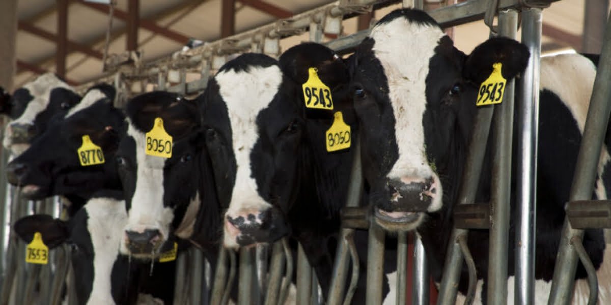 Second human case of bird flu linked to cows stumbled on—via text messages