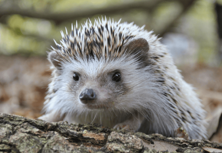 Housing giants to originate chook nests and hedgehog highways